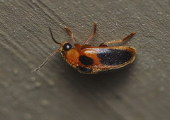 Sacodes pulchella