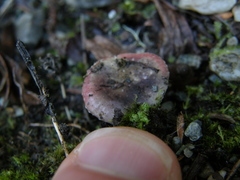 Russula roseopileata