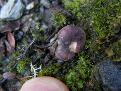 Russula roseopileata