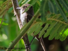 Myiarchus antillarum
