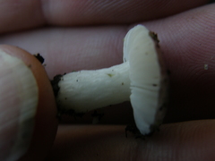 Russula roseopileata