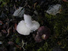 Russula roseopileata