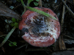 Russula roseopileata