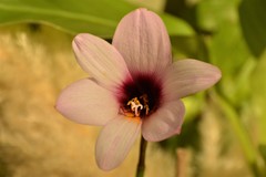 Zephyranthes brachyandra