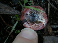 Russula roseopileata