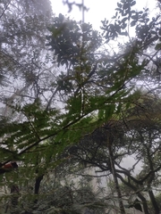 Cyathea caracasana
