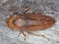 Stenocotis depressa