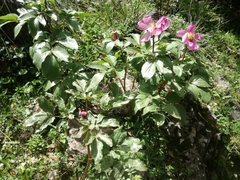 Paeonia mascula