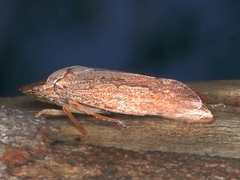 Stenocotis depressa