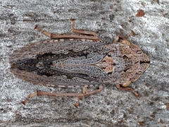 Stenocotis depressa