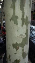 Platanus × hispanica