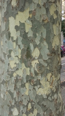 Platanus × hispanica