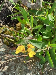 Goodenia decurrens
