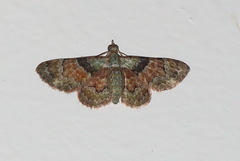 Gymnoscelis derogata