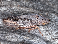 Stenocotis depressa
