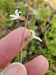 Lithophragma bolanderi