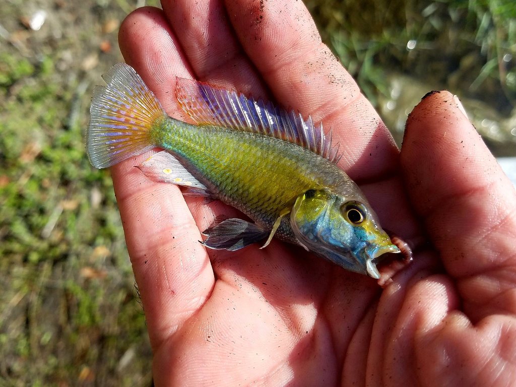 Eastern bream (Astatotilapia calliptera) — Cichlidae