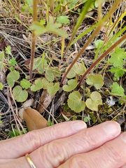 Lithophragma bolanderi
