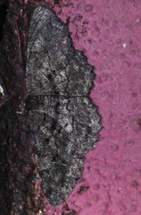 Hypomecis umbrosaria