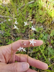 Lithophragma bolanderi