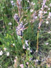 Schoenus villosus