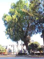 Taxodium mucronatum