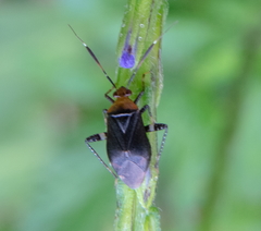 Horciasinus argentinus