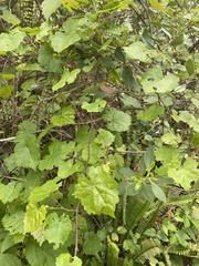 Vitis rotundifolia munsoniana