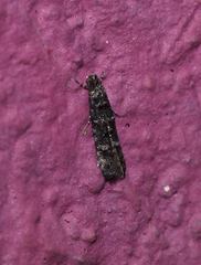 Tineidae clade b
