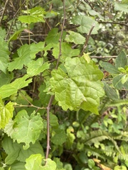 Vitis rotundifolia munsoniana