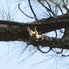 Lepidocolaptes souleyetii