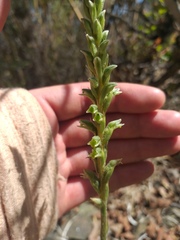 Brachystele unilateralis