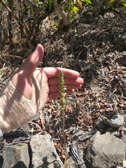 Brachystele unilateralis