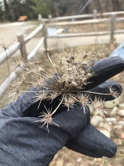 Daucus carota