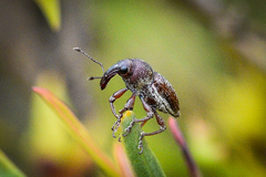 Nemestra incerta
