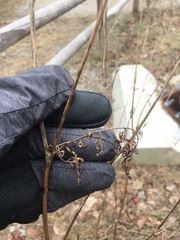 Daucus carota