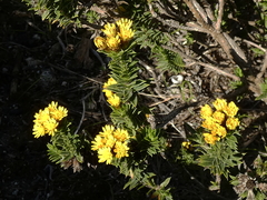 Oedera steyniae