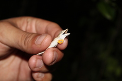 Anolis ustus