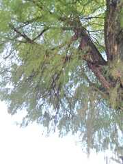 Taxodium mucronatum