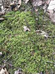 Thuidium