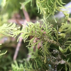 Thuidium