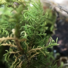 Thuidium