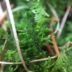Thuidium