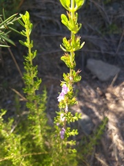 Clinopodium chilense