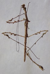 Trychopeplus laciniatus