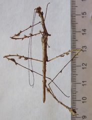 Trychopeplus laciniatus