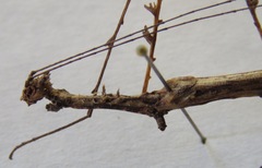 Trychopeplus laciniatus