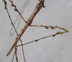 Trychopeplus laciniatus