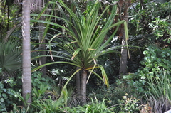 Pandanus furcatus