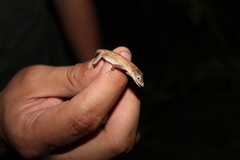 Anolis ustus
